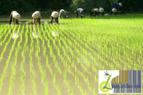 Chợ mới - Kho Tàng Vọng cổ Việt Nam